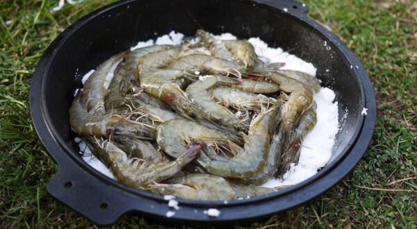 Mount Rakaso 荷蘭鍋S30 琺瑯鑄鐵鍋 / 鑄鐵鍋 / 62DVS30