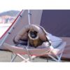 Snow Peak 寵物墊 / Dog Ofuton / PT-085
